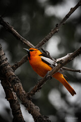 robin on a branch