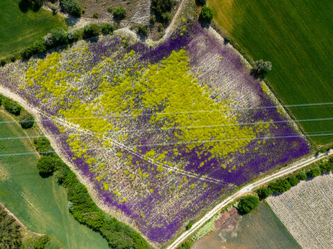 Aerial view of a blooming flower field with vibrant purple and yellow flowers, bordered by green farmland. A stunning example of rural beauty and natural color harmony in agriculture.