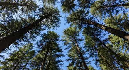 Obraz premium Looking Up at Tall Pine Trees Against a Clear Blue Sky in a Forest