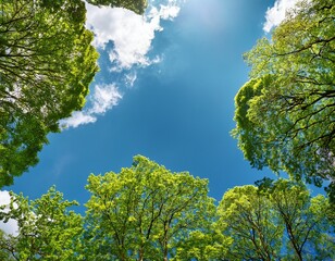 Fototapeta premium a breathtaking view looking up at lush green tree canopies against a bright blue sky dotted with white clouds
