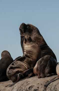 Male ond females Sea Lion , in Peninsula Valdes ,Chubut,Patagonia, Argentina