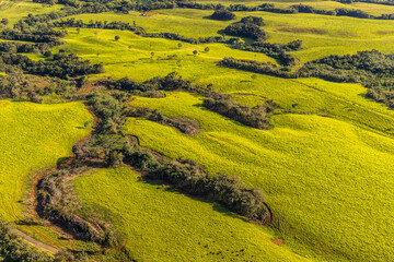 fields of kauai