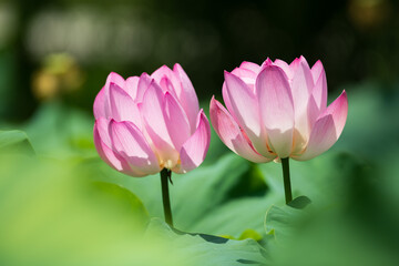 Obraz premium Pair of Pink Lotus Flowers in Full Bloom