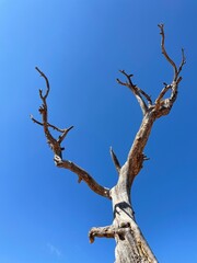 dead tree against blue sky
