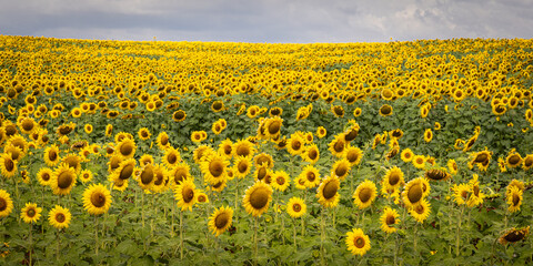 Yellow fields of Maui