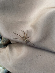 Nosferatu Spinne sitzt still im Garten auf einem Vorhang oder tischdecke