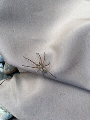 Nosferatu Spinne sitzt still im Garten auf einem Vorhang oder tischdecke