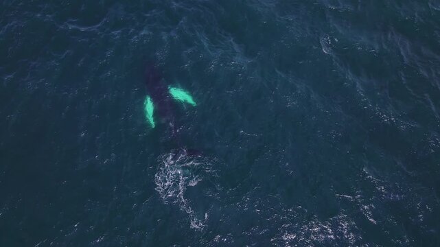 A whale with white pectoral fins swims gracefully in deep blue waters off Iceland's coast, showcasing rhythmic motion and marine life dynamics.