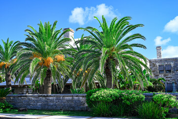 palm trees in the city, Hamilton, Bermuda