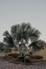 Bismarck Palm Tree with Red Flowers