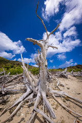 drift wood amongst the blue sky