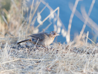 A California towhee stands on dry grass, with a soft, blurred background of blue and white tones. The bird is foraging, captured in a serene, natural environment.