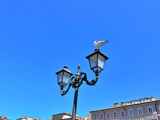 Seagull bird on a street lamp in Trieste, Italy