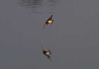 Tree Swallows in Flight