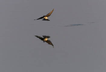 Tree Swallows in Flight