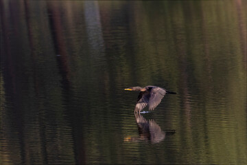 Double Crested Cormorant in Flight