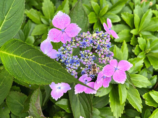 A closeup of purple lacecap hydrangea flowers