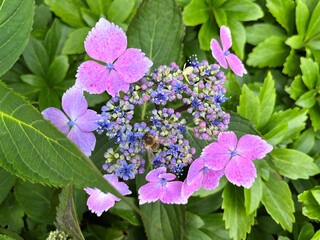 A closeup of purple lacecap hydrangea flowers