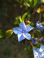 Plumbago auriculata, Jardin Bot&aacute;nico, Vi&ntilde;a del Mar, Chile