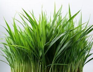 Obraz premium fresh long green grass isolated against a flat background