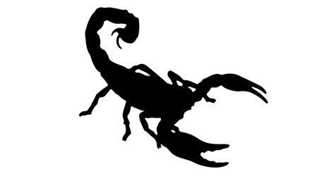 Obraz premium Object black scorpion silhouette vector illustration predatory arachnid design dangerous animal clip art isolated on white vector