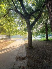 Golden Hour Path with Trees and Long Shadows
