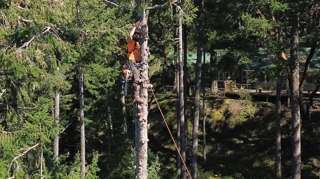 Arborist in tree cutting with chain saw, high wide drone shot-