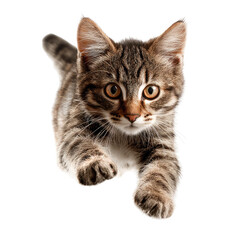 Obraz premium Kitten leaping, studio, dark background, playful pet, website banner