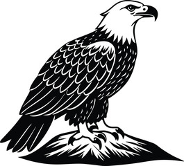 Black and white eagle perched on a rock