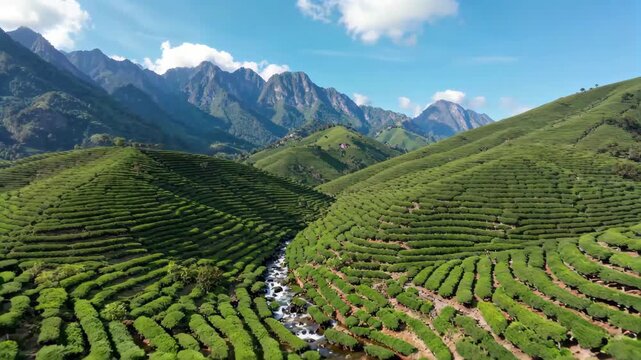 Panoramic view of the tea garden in the mountains, tea garden scenery and mountains