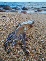 Squid on the beach on the sand with ocean in the background