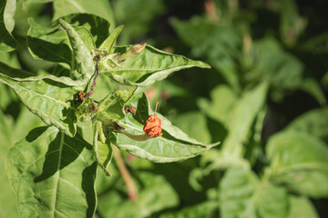 Mirabilis jalapa. Nyctaginaceae. withered flowers. Four O'clock Flower.