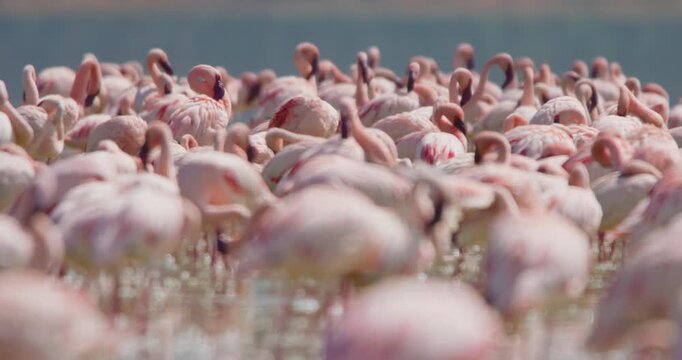 Wide of a flamboyance of Lesser Flamingos (Phoeniconaias minor) preening in shallow lake water at daytime in Kenya
