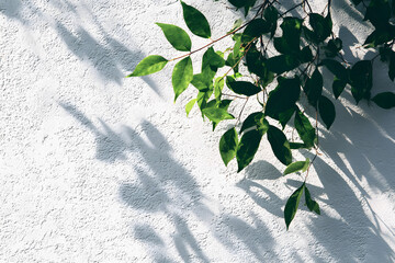 Leaves shadow and tree branch background. Natural leaves tree branch dark shadow and light from sunlight dappled on white concrete wall texture