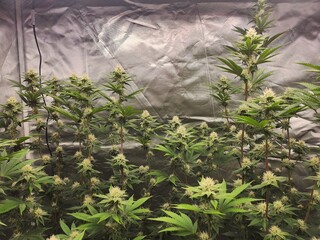 Marijuana Plants Budding Growing in an Home Indoor Tent
