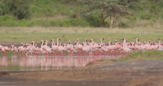 Wide of a flamboyance of Lesser Flamingos (Phoeniconaias minor) wading in shallow lake water at daytime in Kenya
