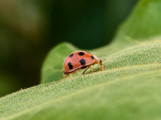 Epilachna borealis perched on a leaf	