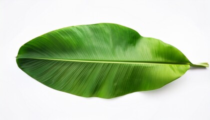 Obraz premium a vibrant and glossy banana plant leaf showing the rich green texture of nature isolated on a white background