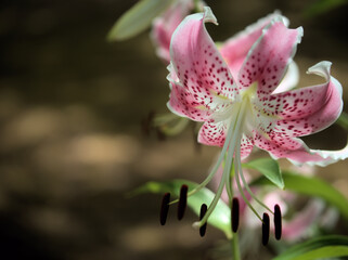 Obraz premium 猛暑の8月に咲いた美しいピンク色の鹿の子百合（カノコユリ）の花