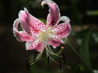 猛暑の8月に咲いた美しいピンク色の鹿の子百合（カノコユリ）の花