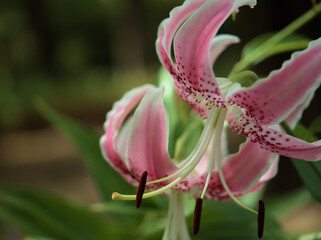 猛暑の8月に咲いた美しいピンク色の鹿の子百合（カノコユリ）の花