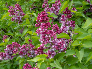 Syringa vulgaris branch with double lilac flowers