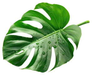 Lush Monstera Deliciosa Leaf Adorned with Water Droplets Exhibiting Botanical Freshness and Beauty Isolated on a Black Backdrop.png