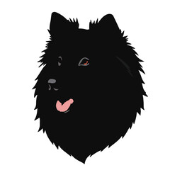 Swedish Lapphund