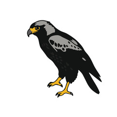 Swainson's Hawk Illustration