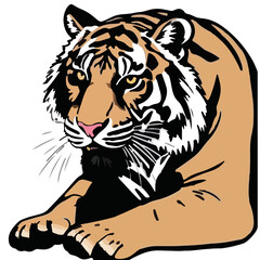 Sumatran Tiger Illustration