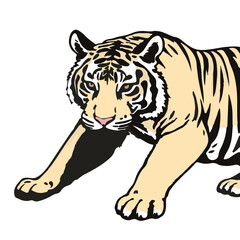 Sumatran Tiger Animal