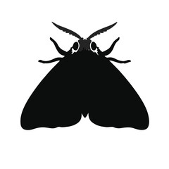 Spongy-Moth Illustration © Waleed