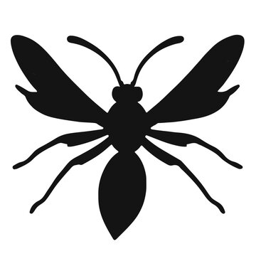 Spider Wasp Animal