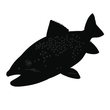 Speckled Trout Animal